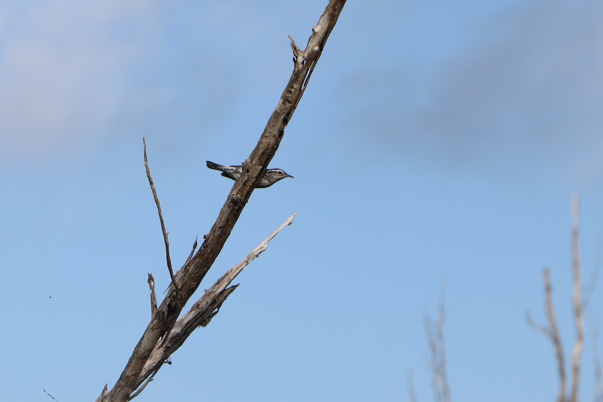 Black-and-white Warbler - Jenny Andrews