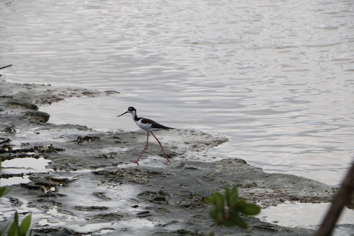 Black-necked Stilt - ML405002941