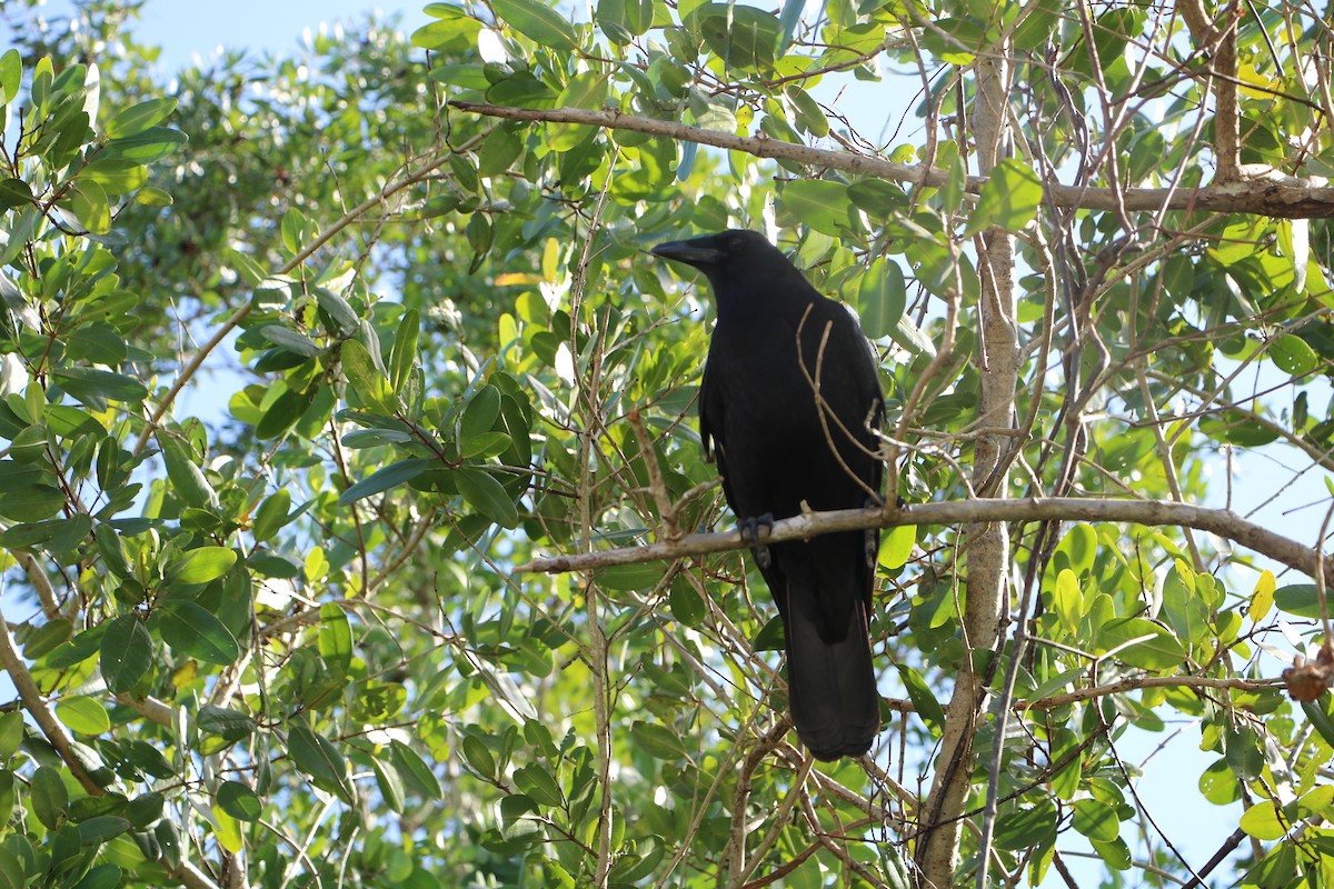 American Crow - ML405003251