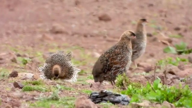 Francolin à cou roux (castaneicollis) - ML405003601