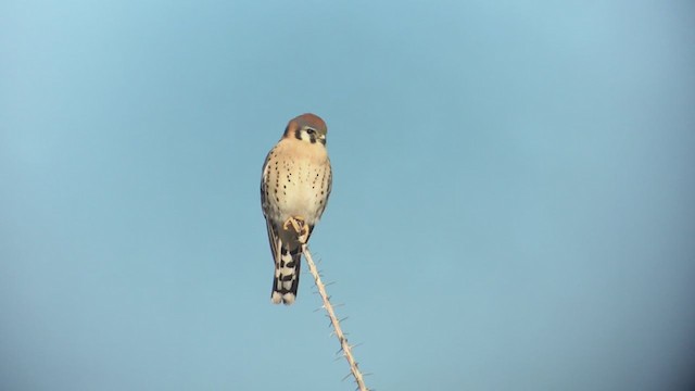 American Kestrel - ML405005761