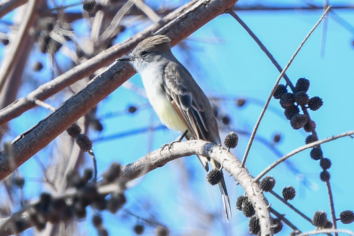 Nutting's Flycatcher - Christine Kozlosky