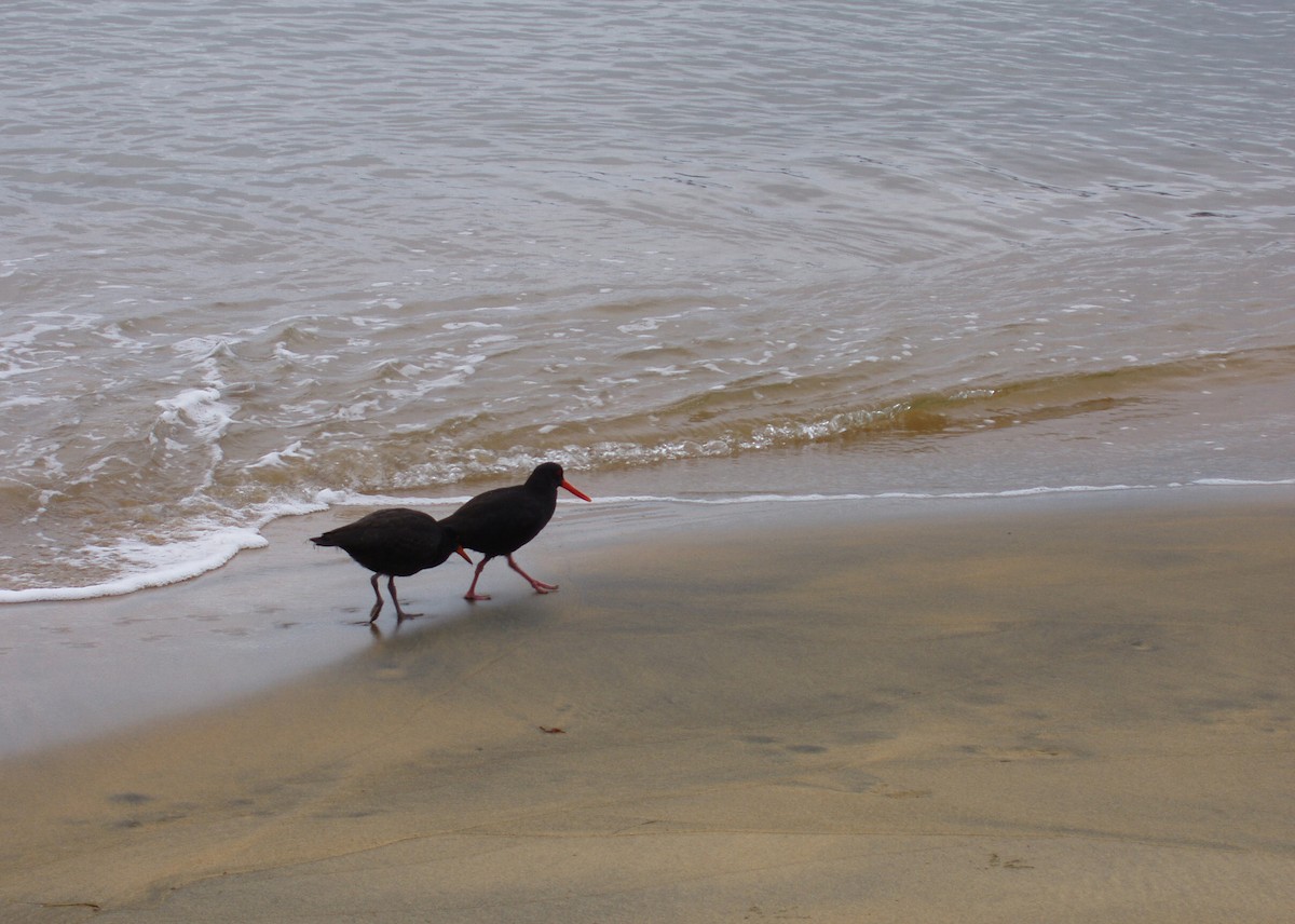 Variable Oystercatcher - ML40500701