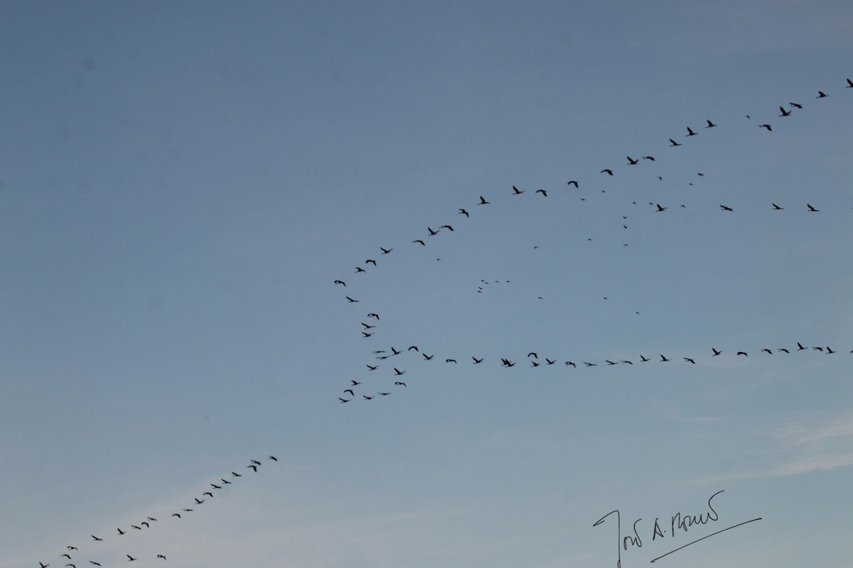 Common Crane - ML405007101