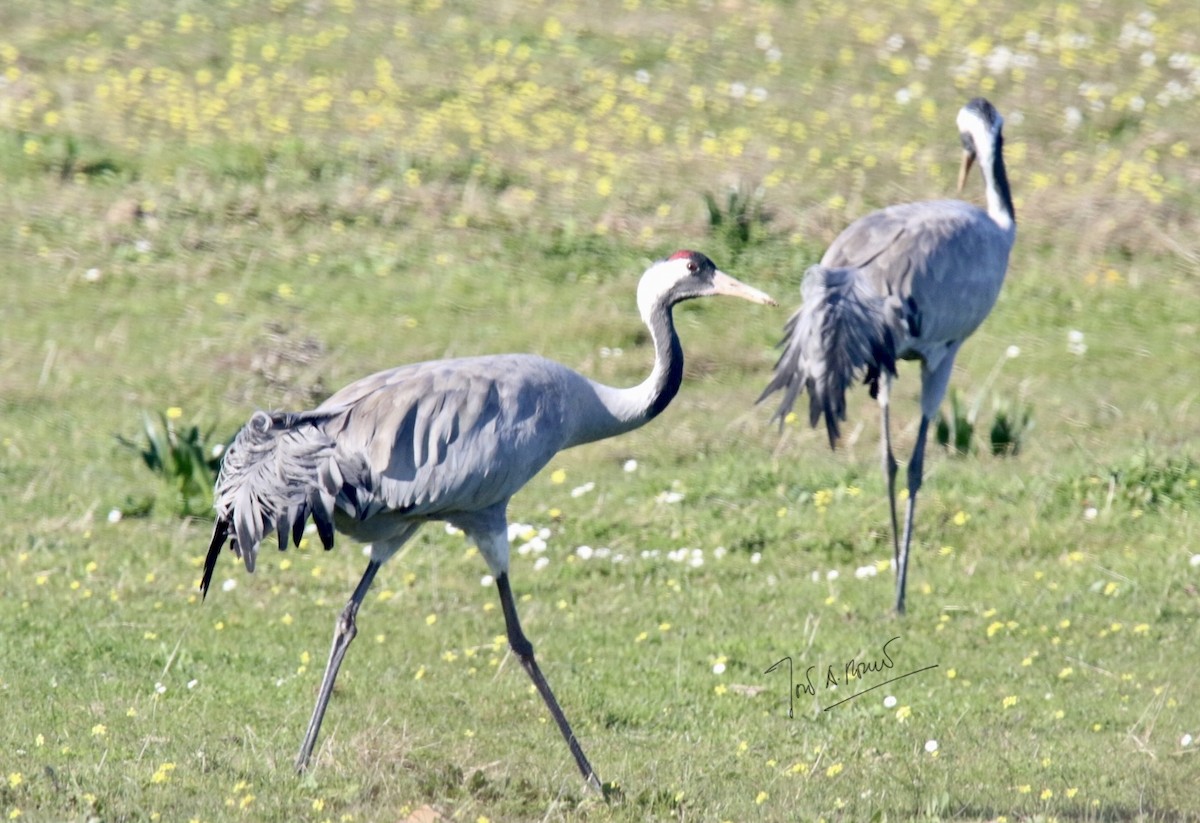 Common Crane - ML405007111
