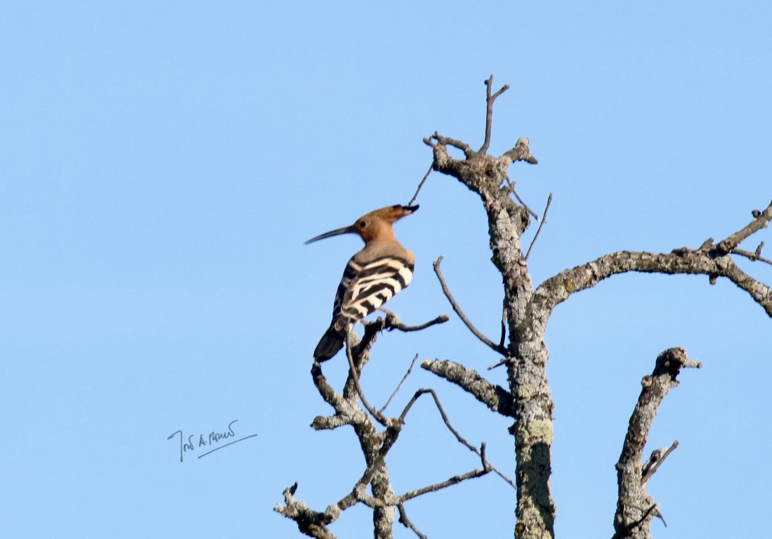 Eurasian Hoopoe - ML405007171