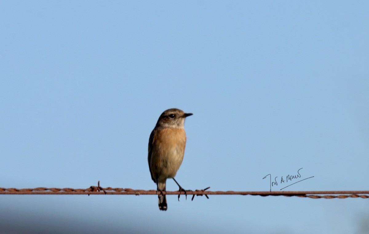 European Stonechat - ML405007211