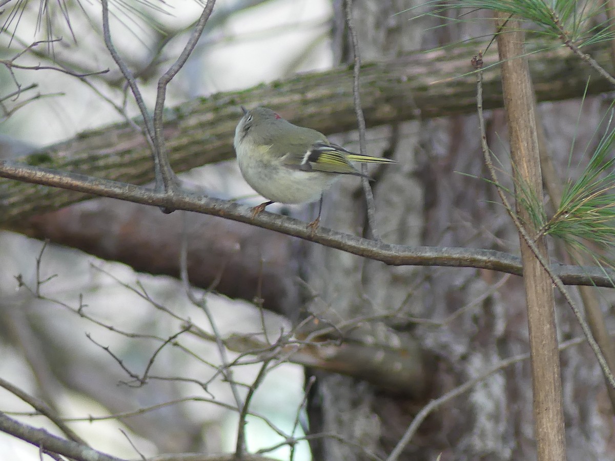 Ruby-crowned Kinglet - ML405008821