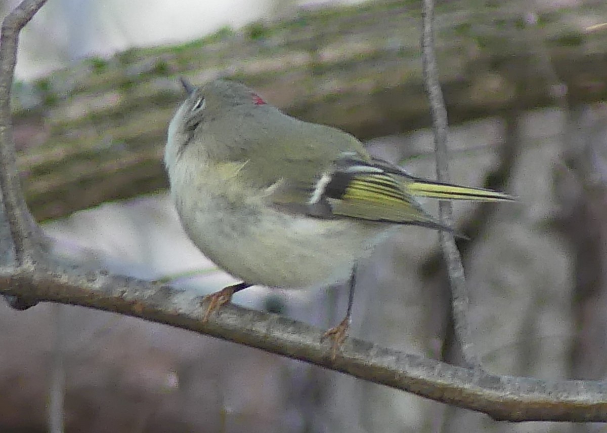 Ruby-crowned Kinglet - ML405008911