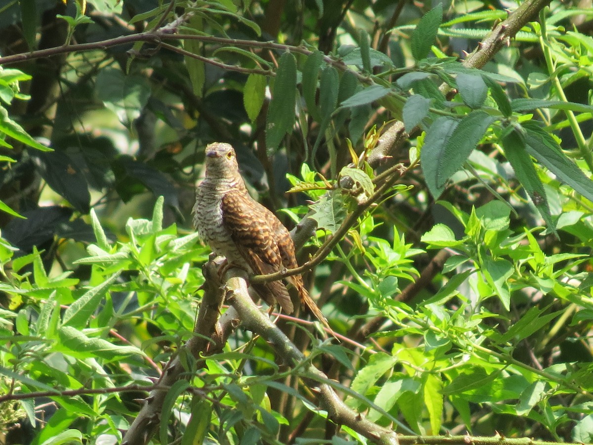 Brush Cuckoo (Sunda) - ML405010011