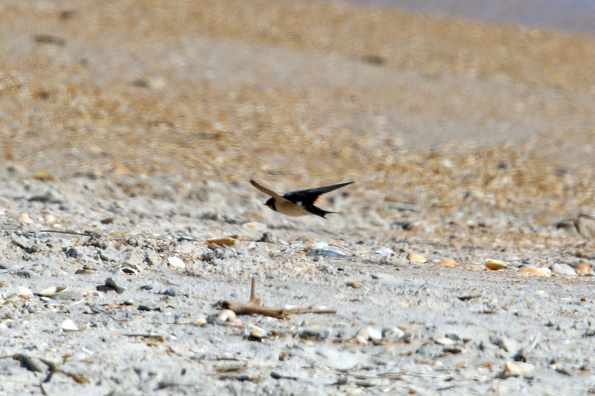 Barn Swallow - ML40501031