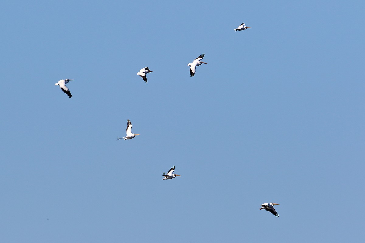 American White Pelican - ML40501141