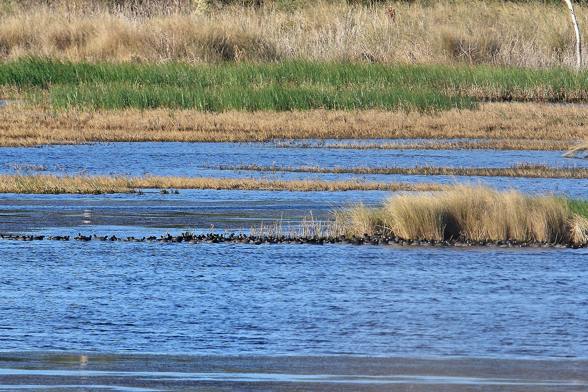 American Coot - ML40501291