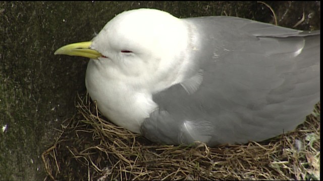 Black-legged Kittiwake (tridactyla) - ML405015