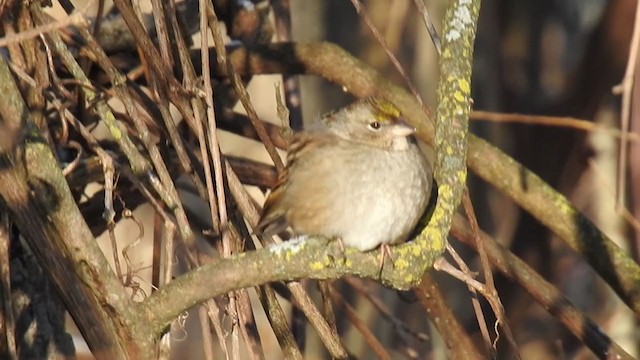 Golden-crowned Sparrow - ML405015041