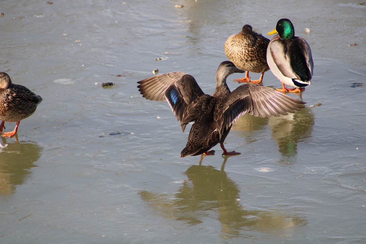 American Black Duck - ML405015301