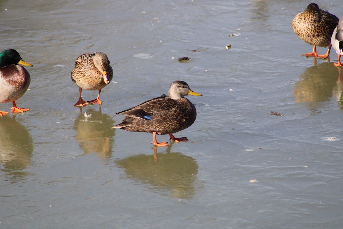 Canard noir - ML405015441