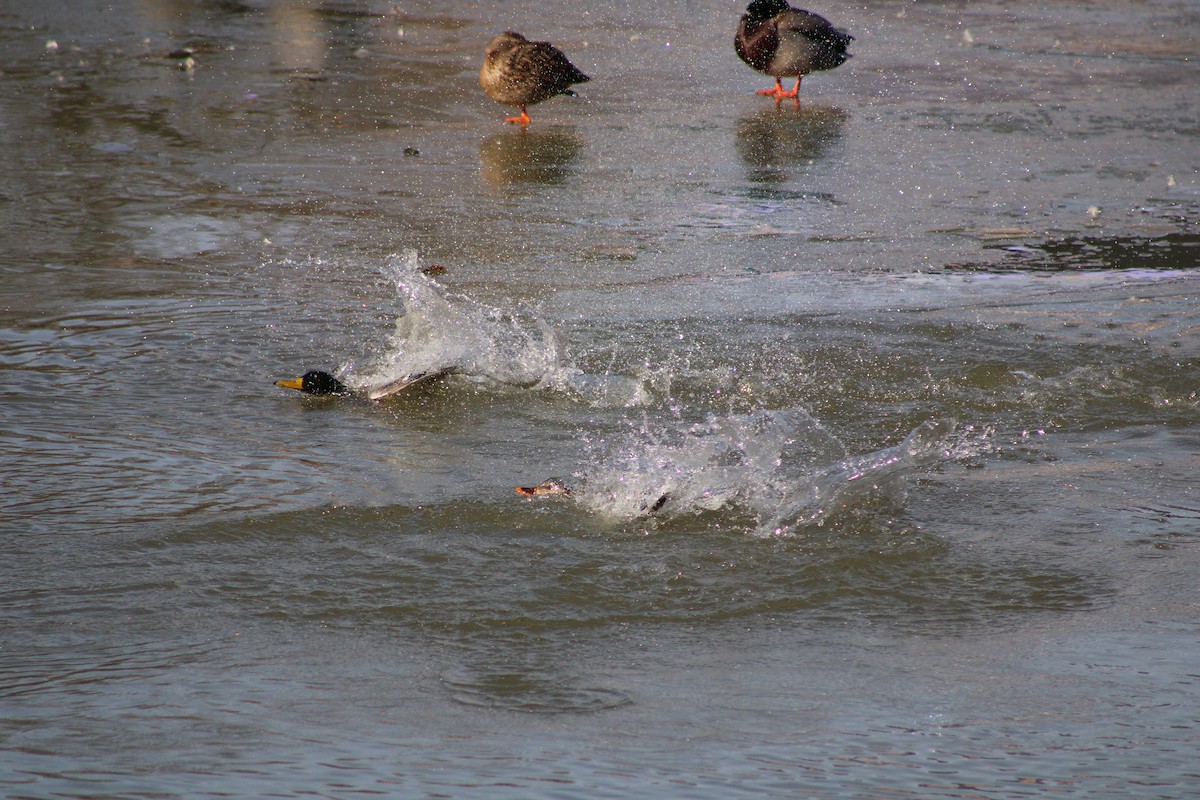 Canard colvert - ML405015621