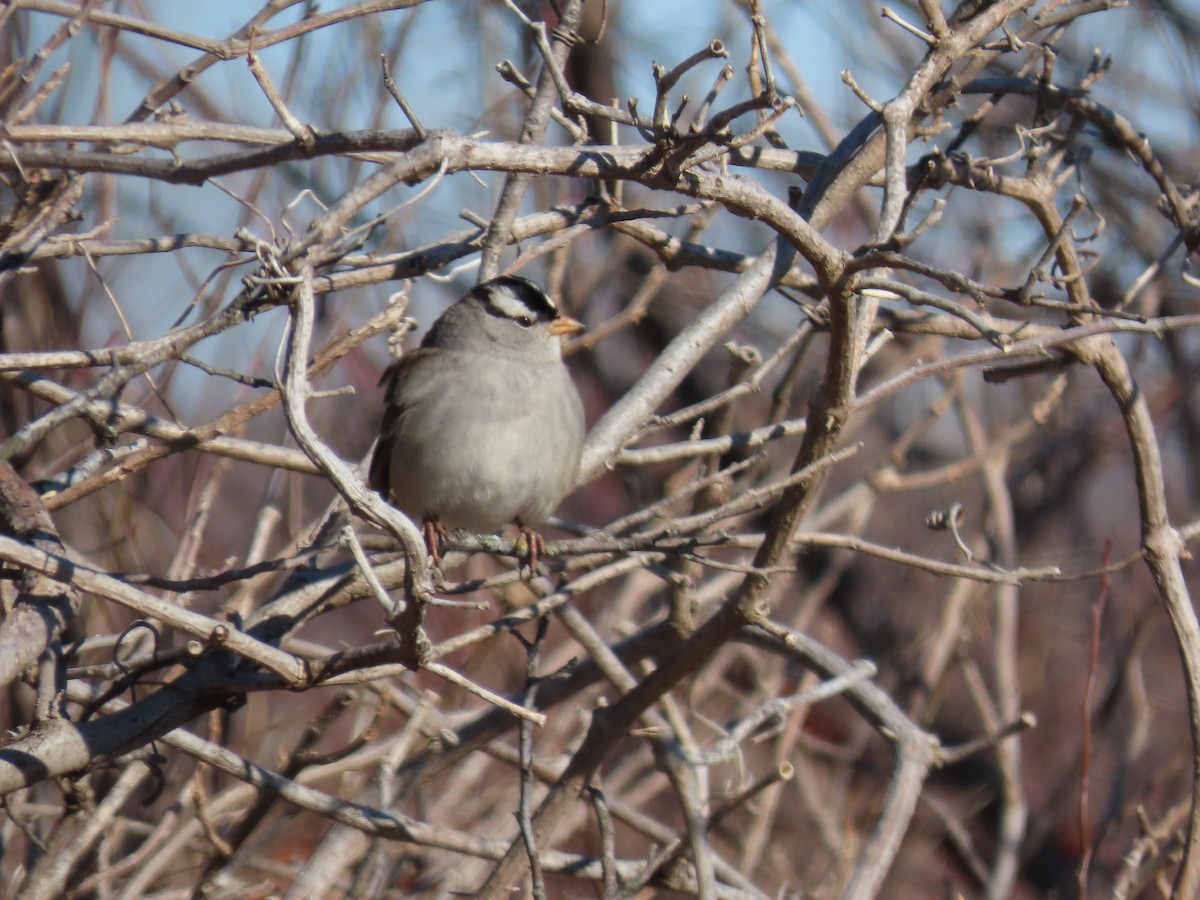 White-crowned Sparrow - ML405015981