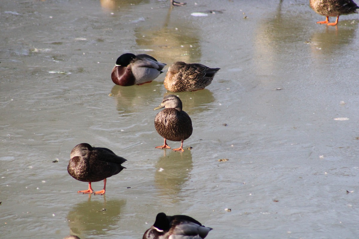 Canard noir - ML405016281