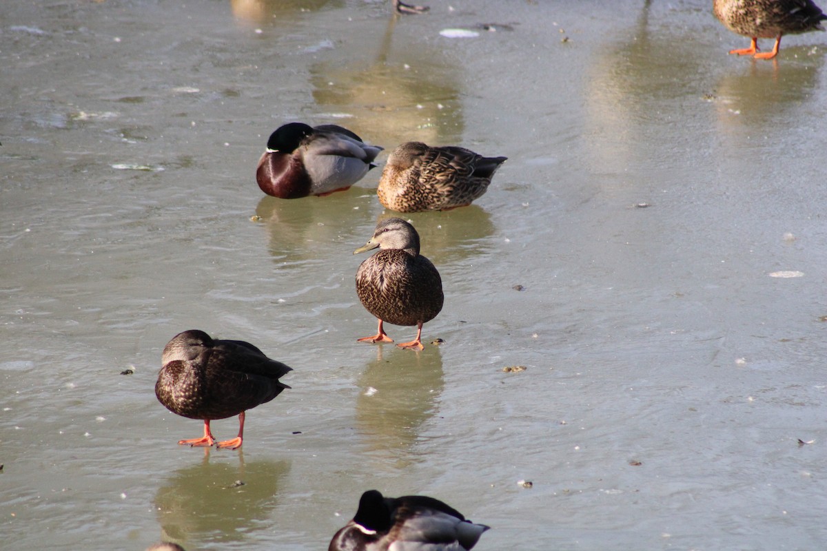 American Black Duck - ML405016281