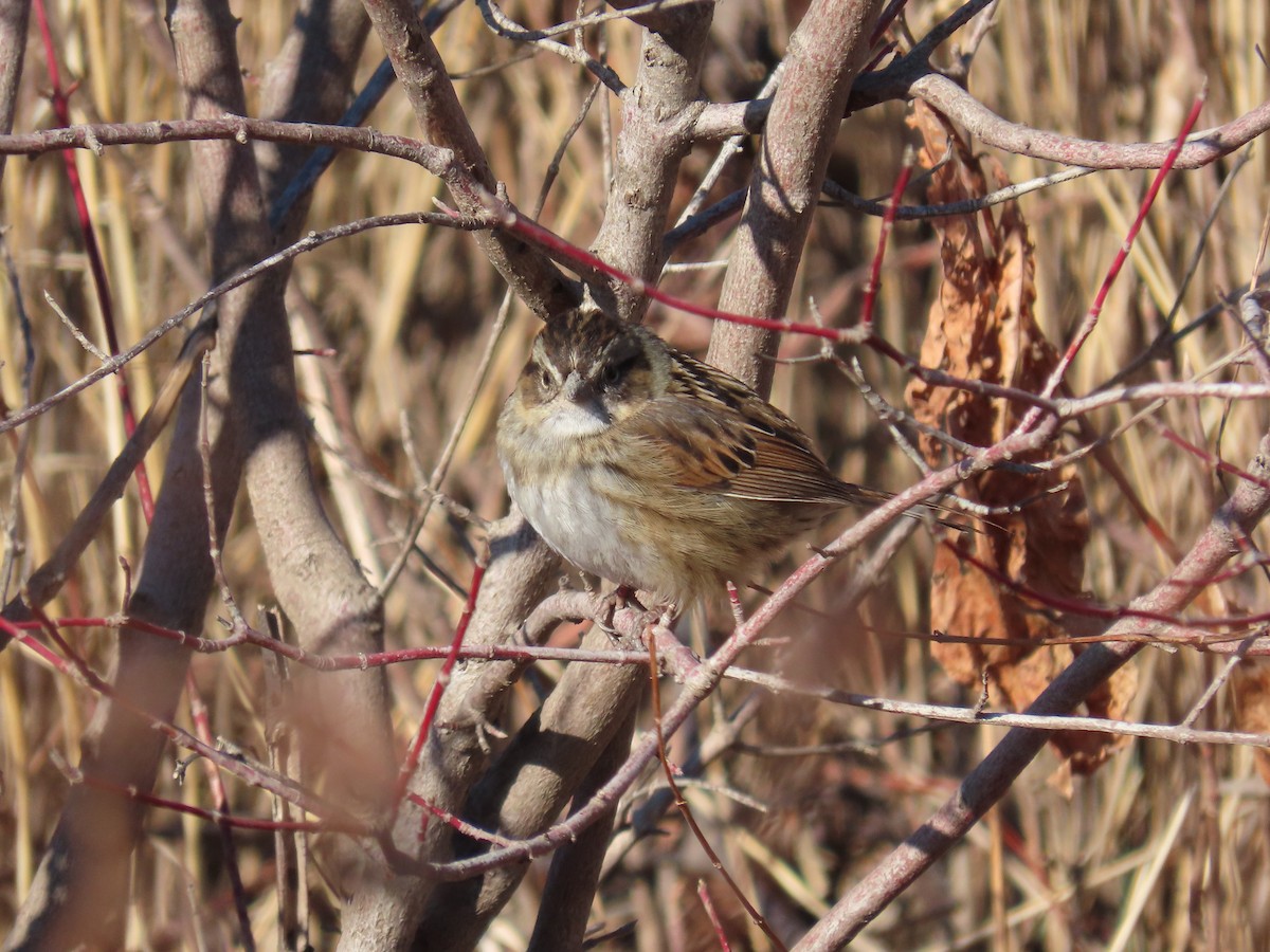 Swamp Sparrow - ML405016321