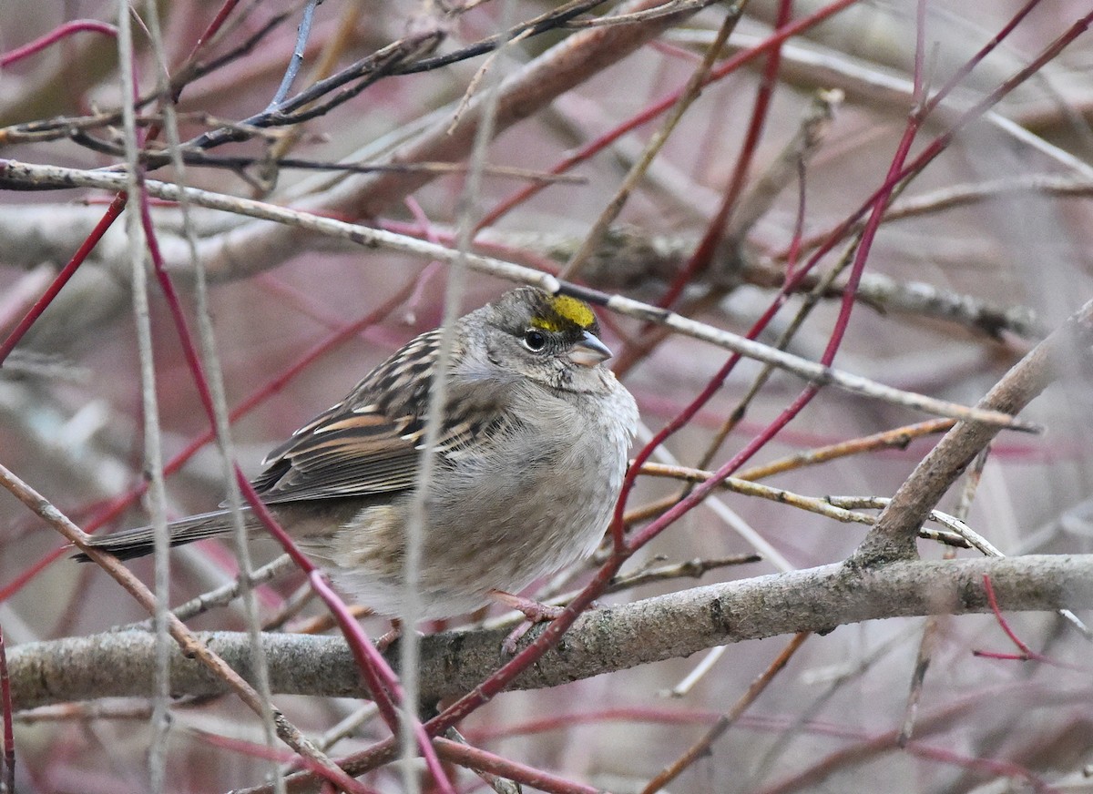 Golden-crowned Sparrow - Owen Cherry