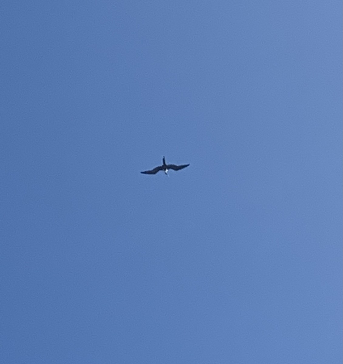 Magnificent Frigatebird - ML405018911