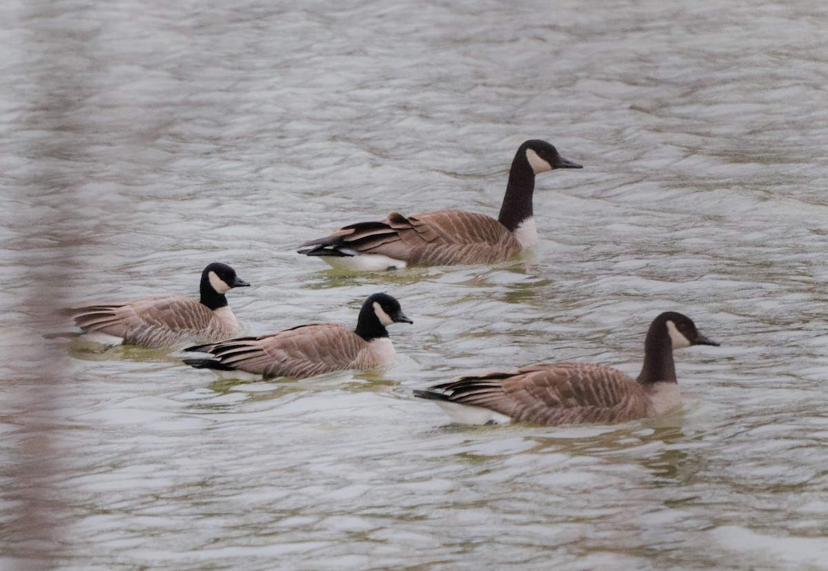 Cackling Goose - Lisa Bacon