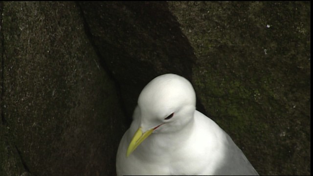 Black-legged Kittiwake (tridactyla) - ML405019