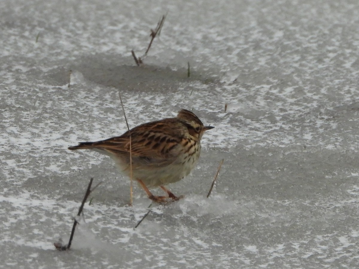 Wood Lark - Berend Voslamber