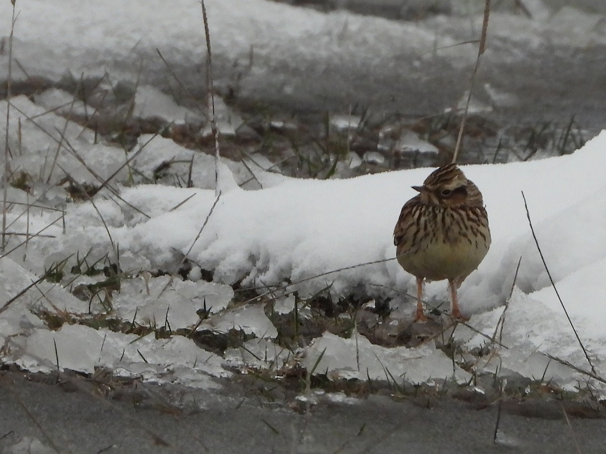 Wood Lark - ML405019641