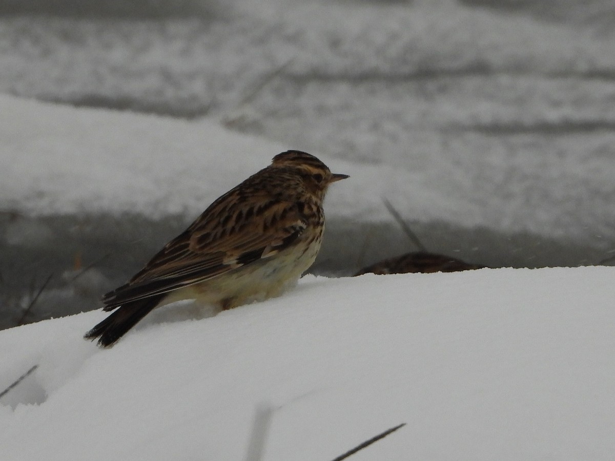 Wood Lark - Berend Voslamber