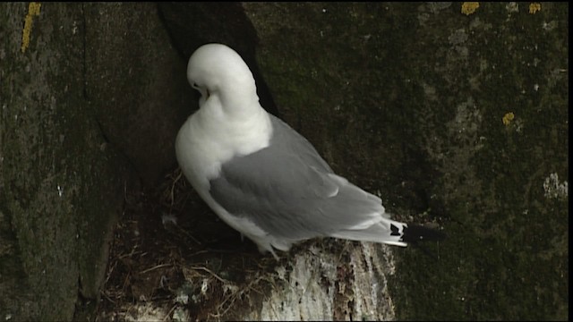 Black-legged Kittiwake (tridactyla) - ML405020