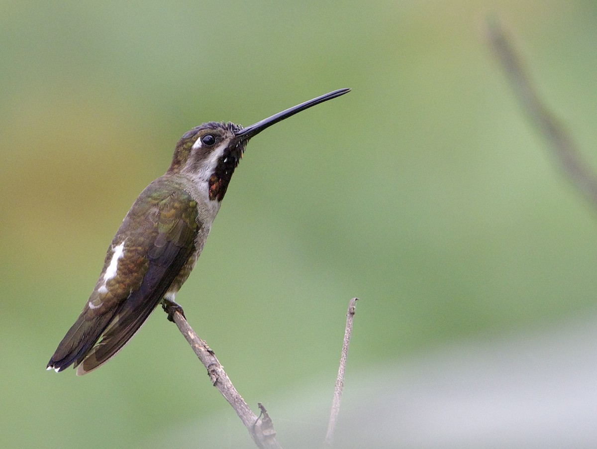 Long-billed Starthroat - ML405020011