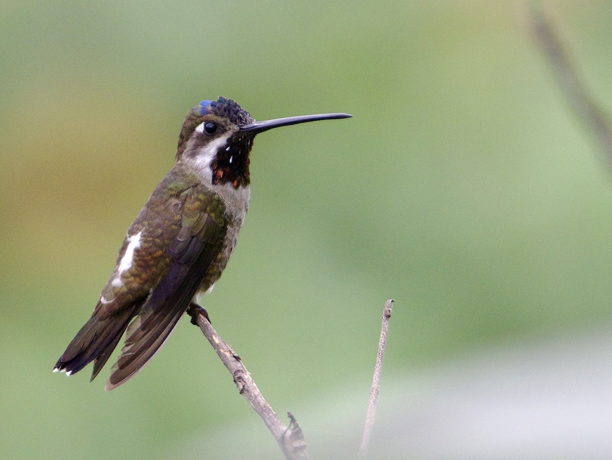 Long-billed Starthroat - ML405020031