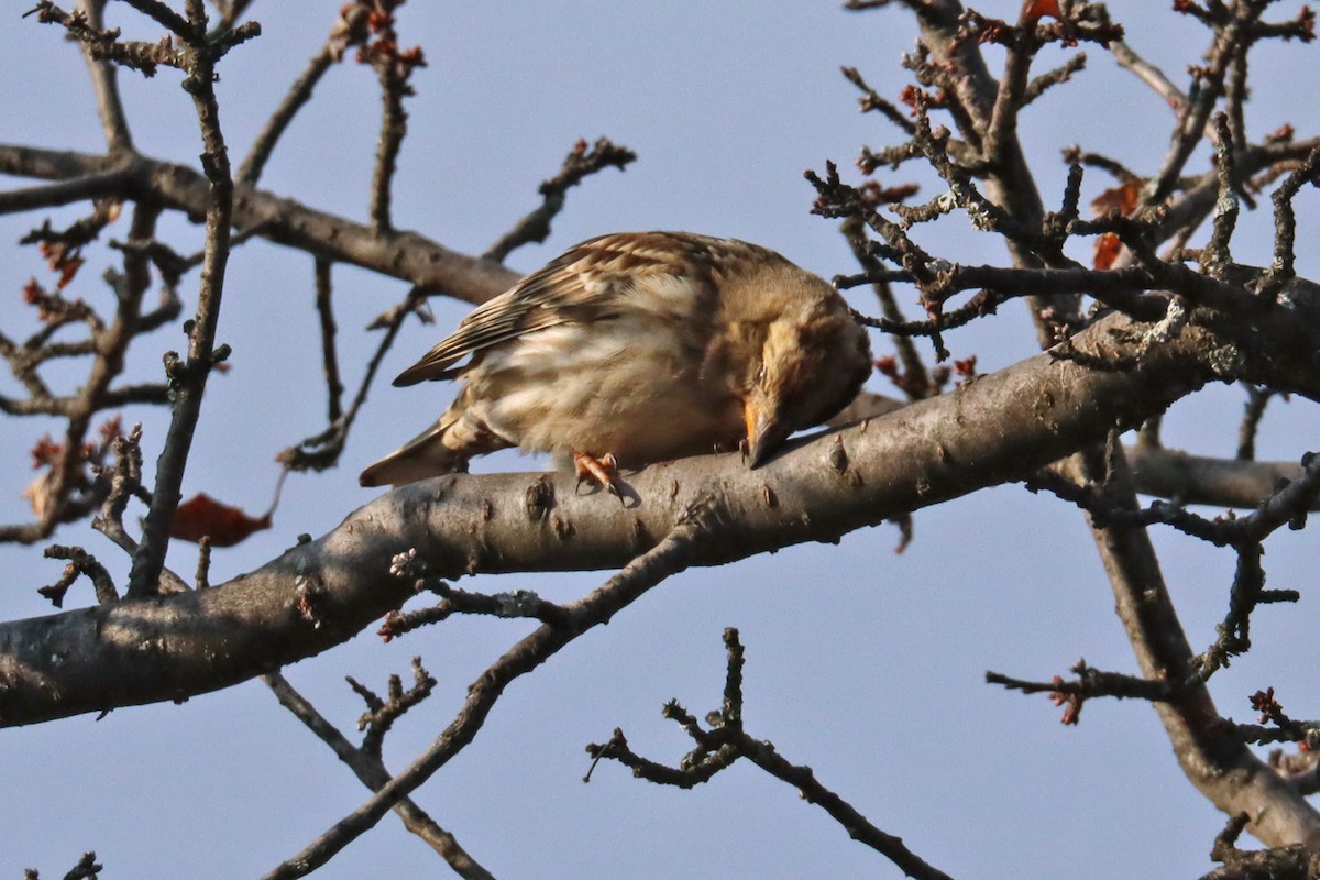 Rock Sparrow - ML405022551