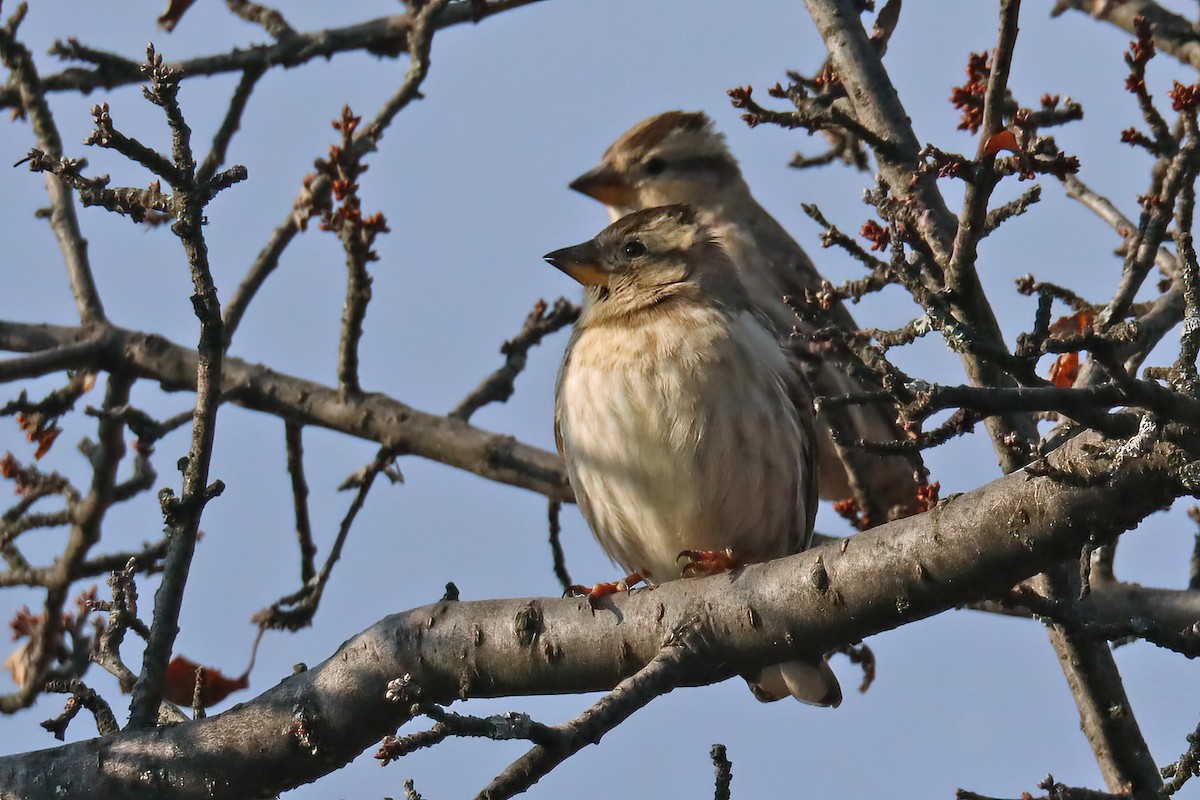 Rock Sparrow - ML405022581