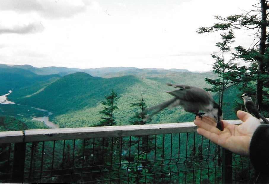 Canada Jay - ML405023721