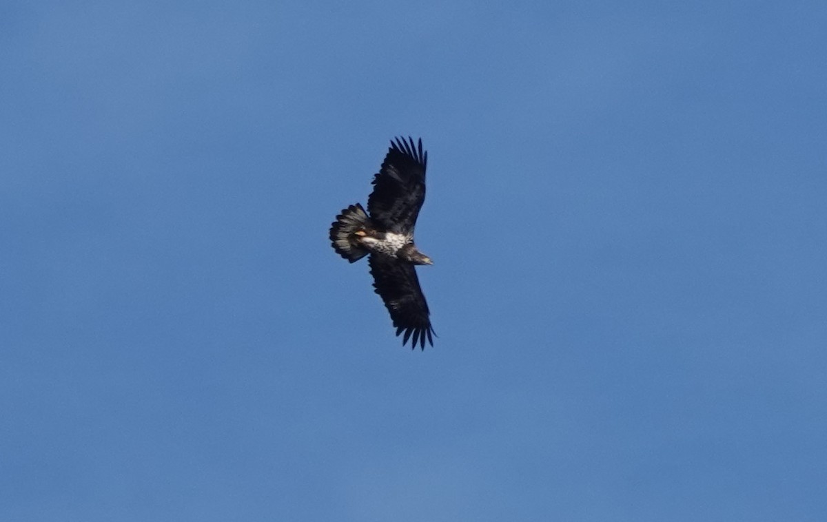 Weißkopf-Seeadler - ML405025321