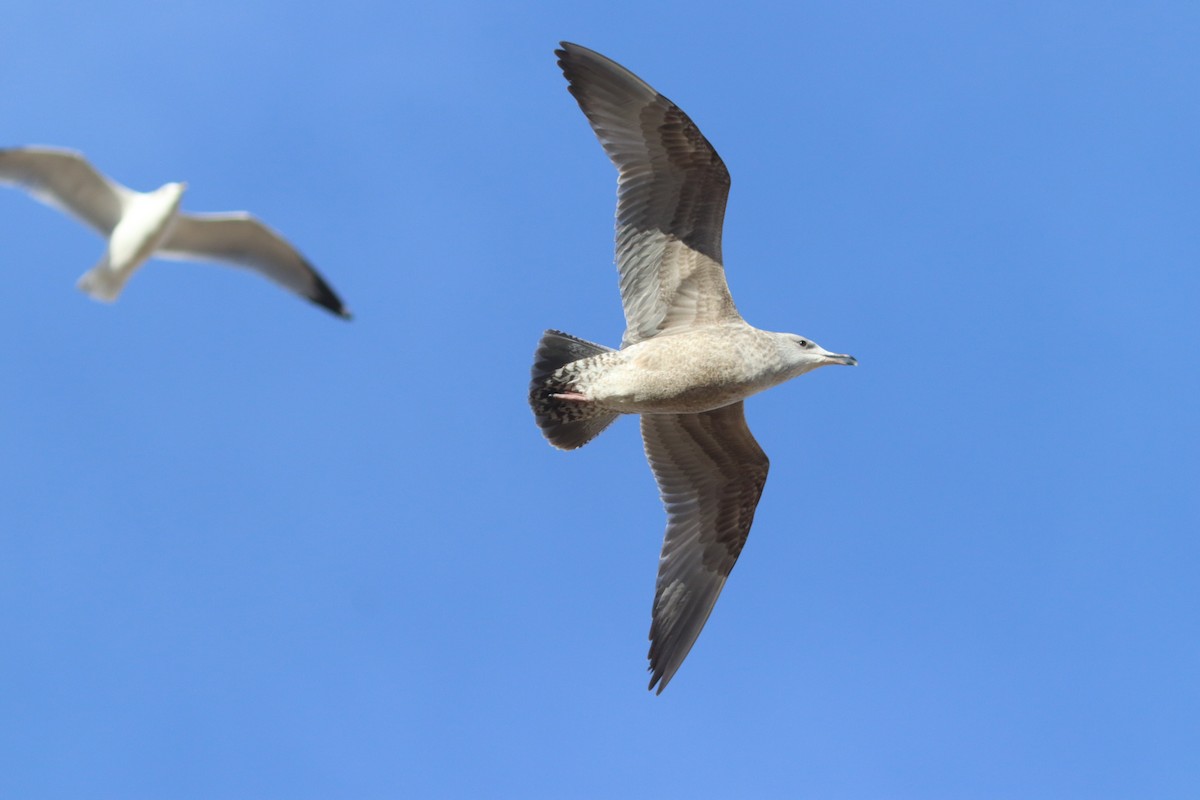 American Herring Gull - ML405025401