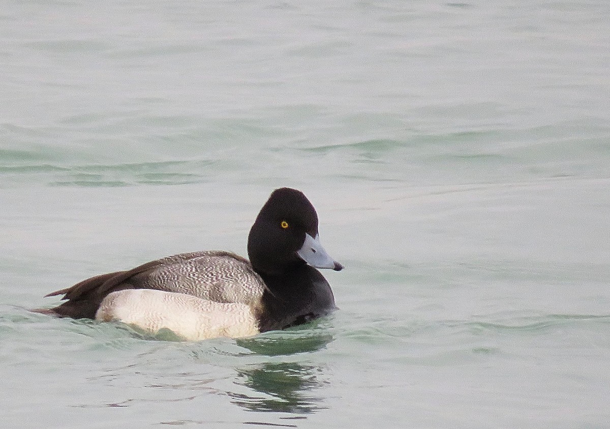 Lesser Scaup - ML405026541