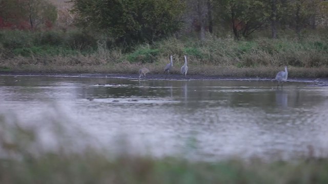 Sandhill Crane - ML405027501