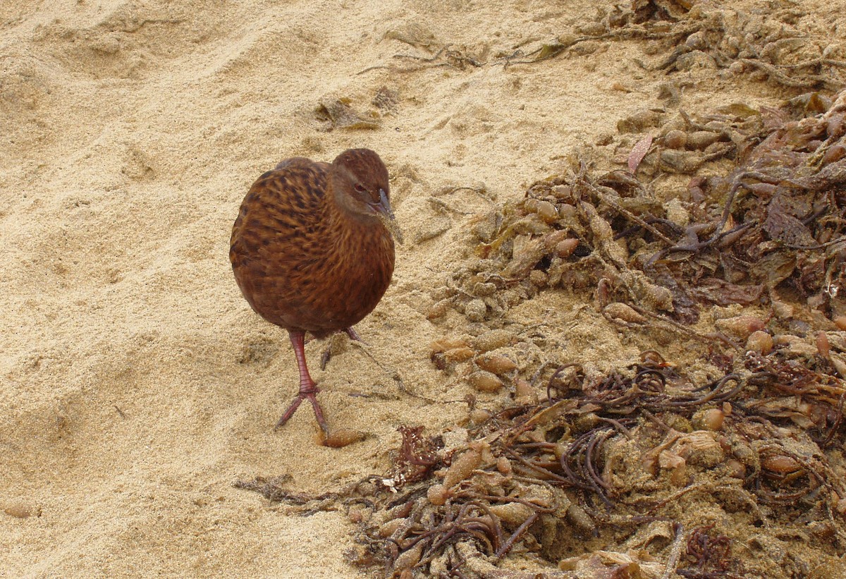 Weka - ML40502791