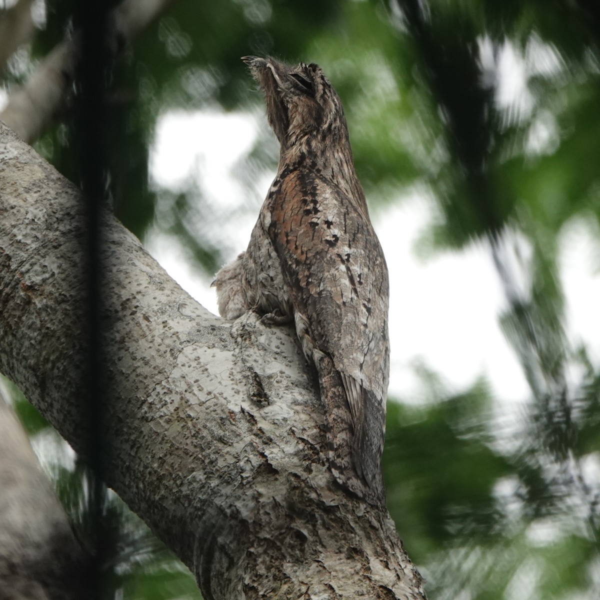 Common Potoo - ML405029041