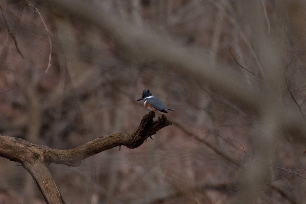 Belted Kingfisher - ML405029311