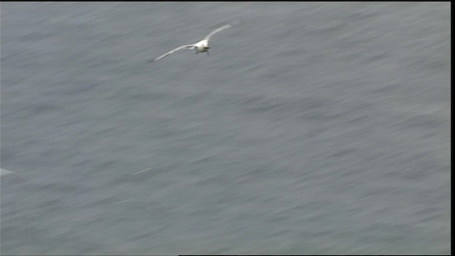 Black-legged Kittiwake (tridactyla) - ML405030