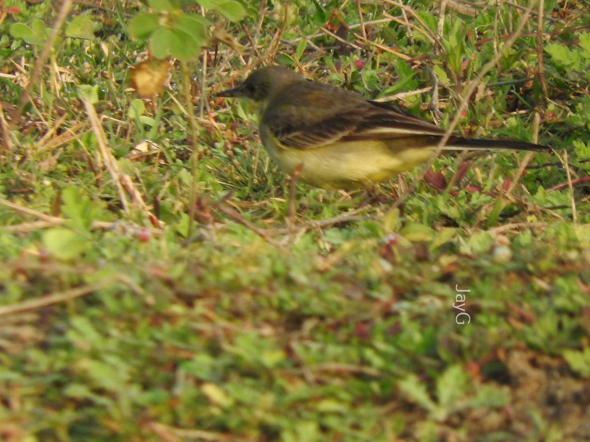 Western Yellow Wagtail - ML405030821