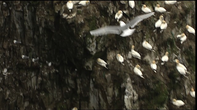 Black-legged Kittiwake (tridactyla) - ML405031