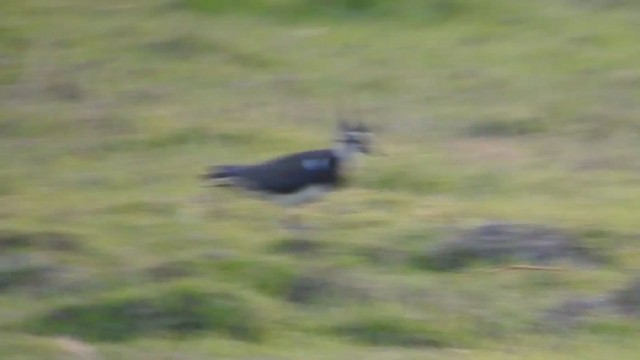 Northern Lapwing - ML405031091